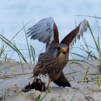 NOMOsWWWBilder_022