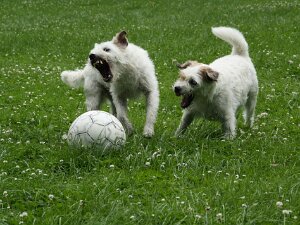 Humphrey und Tulip